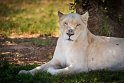 003 Zuid-Afrika, Ukutula Game Reserve, witte leeuw